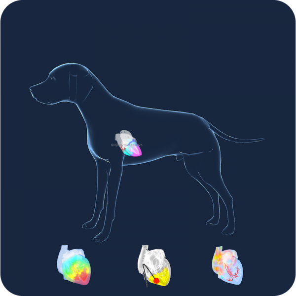 VET ACADEMIC EDUCATOR monthly